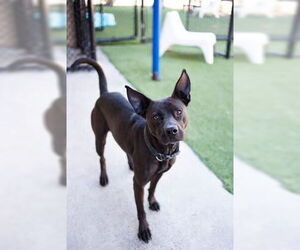 Mutt Dogs for adoption in NEWPORT NH, NH, USA