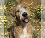 Small #9 Miniature Labradoodle