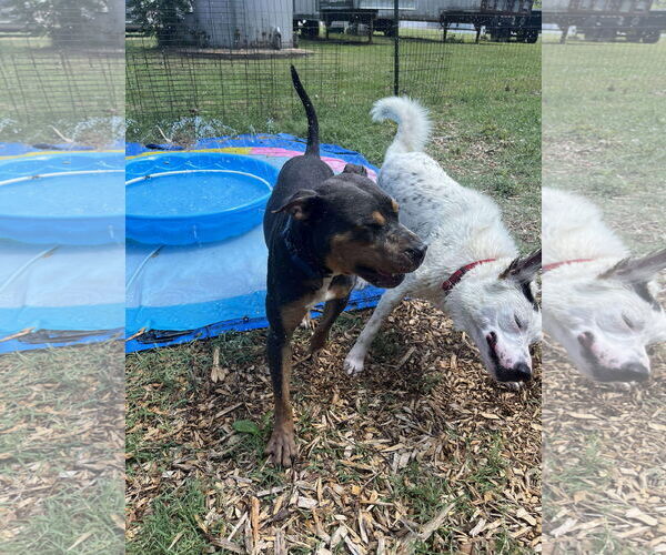 Medium Photo #5 English Setter-Labrador Retriever Mix Puppy For Sale in Rustburg, VA, USA