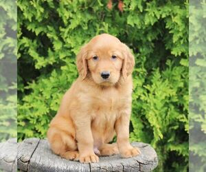 Golden Irish Puppy for sale in BLAIN, PA, USA