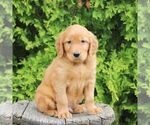Small Golden Irish