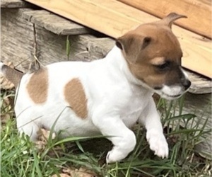 Jack Russell Terrier Puppy for sale in UNITY, NH, USA