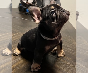 French Bulldog Puppy for sale in LOUISVILLE, KY, USA