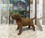 Small #5 Goldendoodle