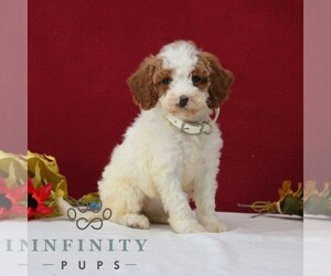 Goldendoodle Puppy for sale in GORDONVILLE, PA, USA