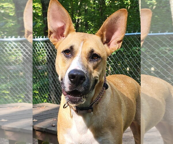 Medium Photo #15 Mutt Puppy For Sale in Ellijay, GA, USA