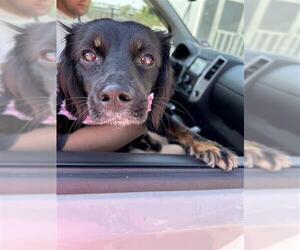 Mutt Dogs for adoption in San Antonio, TX, USA