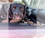 SASHA - Female Mutt Dog for Adoption - Small photo