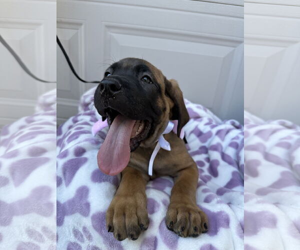 Medium Photo #2 Mutt Puppy For Sale in Goodyear, AZ, USA
