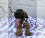 Small #1 Mutt