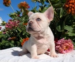 Puppy Hudson French Bulldog