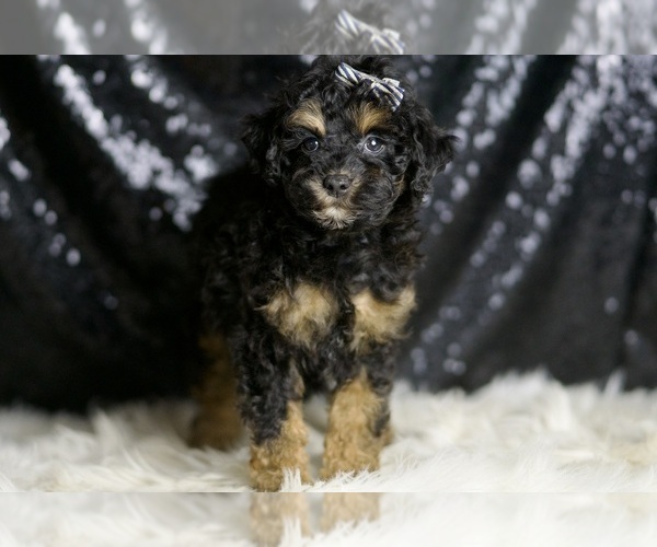 Medium Photo #3 Poodle (Miniature) Puppy For Sale in WARSAW, IN, USA