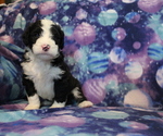 Small Photo #3 Bernedoodle Puppy For Sale in JOICE, IA, USA