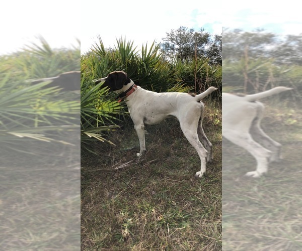 Medium Photo #1 German Shorthaired Pointer Puppy For Sale in SARASOTA, FL, USA
