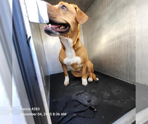 Medium Photo #1 American Staffordshire Terrier-Unknown Mix Puppy For Sale in San Antonio, TX, USA