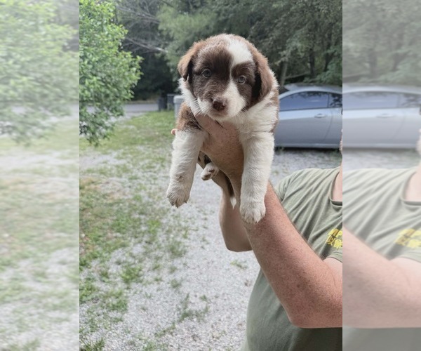 Medium Photo #14 Australian Shepherd Puppy For Sale in FLEMINGSBURG, KY, USA