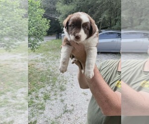 Medium Australian Shepherd
