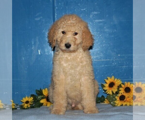Medium Photo #2 Goldendoodle-Poodle (Standard) Mix Puppy For Sale in NEW PROVIDENCE, PA, USA