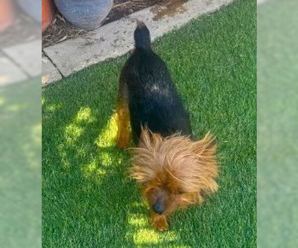 Medium Photo #4 Mutt Puppy For Sale in Fallbrook, CA, USA