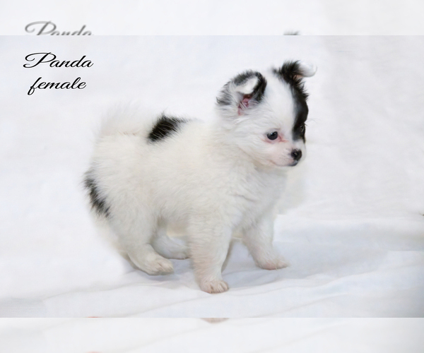 Medium Photo #3 Chiranian Puppy For Sale in CLARE, MI, USA