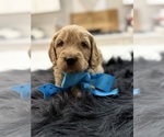 Small #3 Goldendoodle (Miniature)