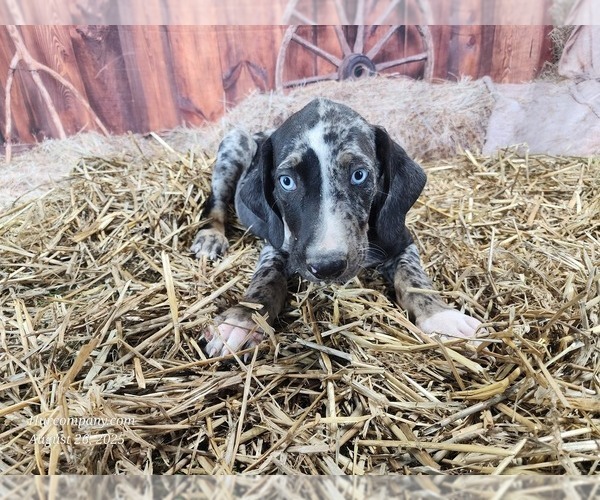 Medium Photo #7 Catahoula Leopard Dog Puppy For Sale in CUMBY, TX, USA