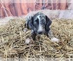 Small Photo #7 Catahoula Leopard Dog Puppy For Sale in CUMBY, TX, USA