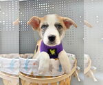 Small #4 Mutt