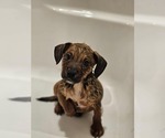Small #2 Black Mouth Cur-Boxer Mix