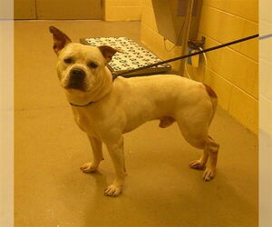 American Bulldog-Unknown Mix Dogs for adoption in Sanford, FL, USA