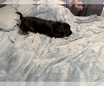 Small Photo #10 Schweenie Puppy For Sale in DOTHAN, AL, USA