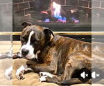 Small #5 American Staffordshire Terrier Mix