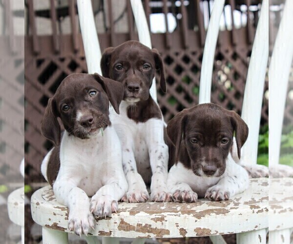 Medium Photo #2 German Shorthaired Pointer Puppy For Sale in NARVON, PA, USA