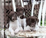 Small Photo #2 German Shorthaired Pointer Puppy For Sale in NARVON, PA, USA