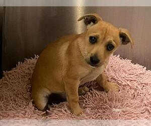 Chihuahua-Unknown Mix Dogs for adoption in Orange, CA, USA