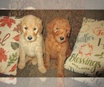 Small Photo #25 Goldendoodle Puppy For Sale in LINCOLN, AL, USA