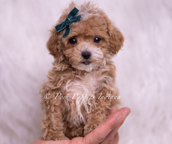 Medium Photo #27 Maltipoo (Miniature) Puppy For Sale in WARSAW, IN, USA