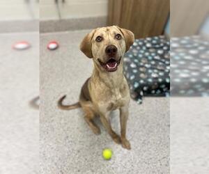Catahoula Leopard Dog Dogs for adoption in Brighton, CO, USA