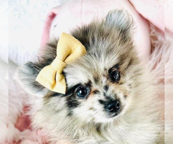 Medium Photo #18 Pomeranian Puppy For Sale in DELRAY BEACH, FL, USA