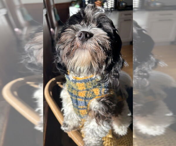 Medium Photo #7 Shih Tzu-Unknown Mix Puppy For Sale in Oak Bluffs, MA, USA