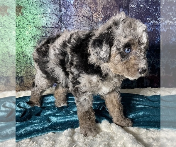 Full screen Photo #9 Miniature Australian Shepherd-Miniature Bernedoodle Mix Puppy For Sale in BLUE SPRINGS, MO, USA