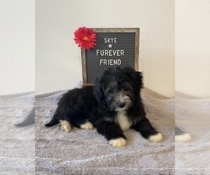 Aussiedoodle Miniature Puppy for sale in BLOOMFIELD, IN, USA