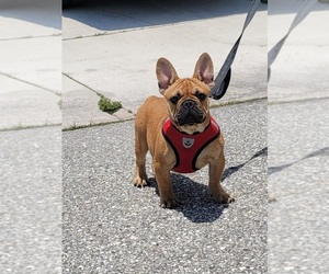 French Bulldog Dog for Adoption in NORTH PORT, Florida USA