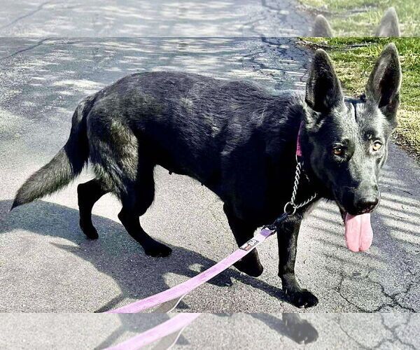 Medium Photo #2 German Shepherd Dog Puppy For Sale in Plantation, FL, USA