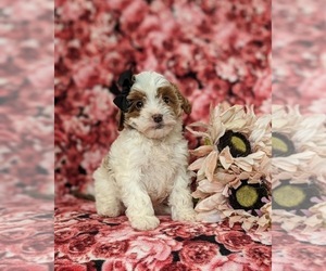 Cavapoo Puppy for sale in NOTTINGHAM, PA, USA