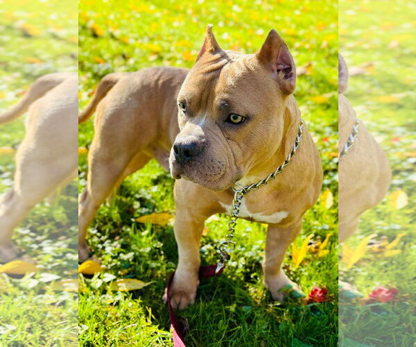 Medium Photo #1 American Pit Bull Terrier Puppy For Sale in Rochester, NY, USA