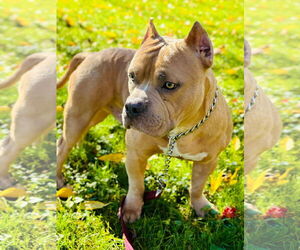 American Pit Bull Terrier Dogs for adoption in Rochester, NY, USA