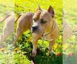 Small American Pit Bull Terrier