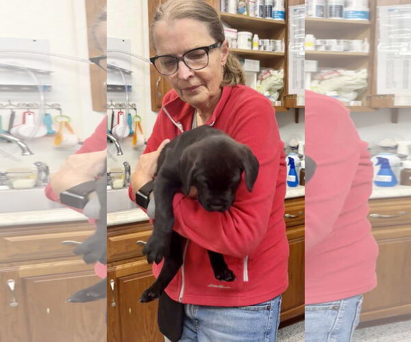 Medium Photo #4 Great Dane-Rottweiler Mix Puppy For Sale in Williamsburg, IA, USA