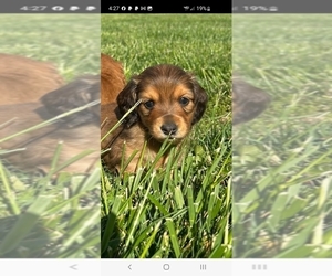 Dachshund Puppy for Sale in CAMDEN, Ohio USA